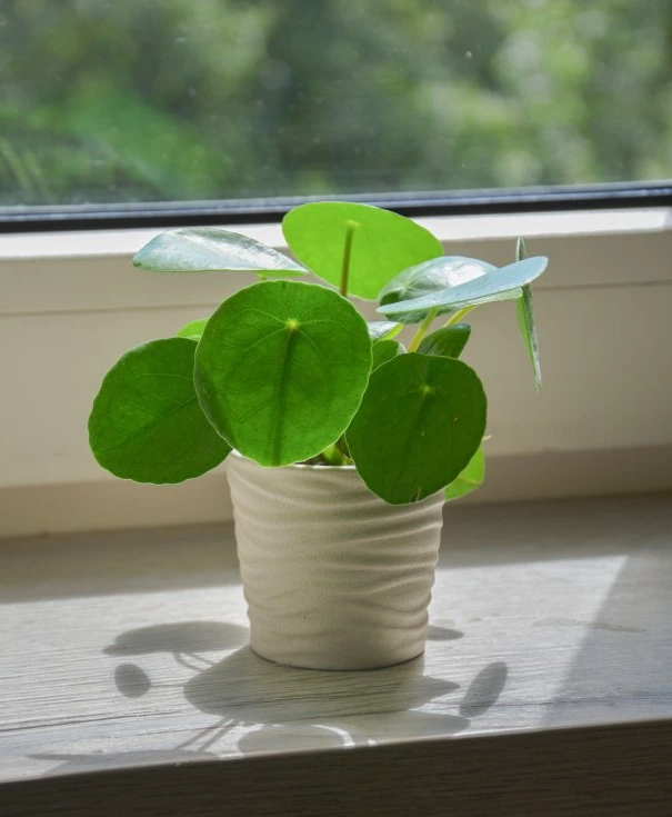 Pilea peperomioides